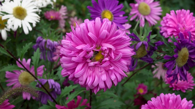 蜜蜂从粉红色的花朵上采集花蜜视频素材