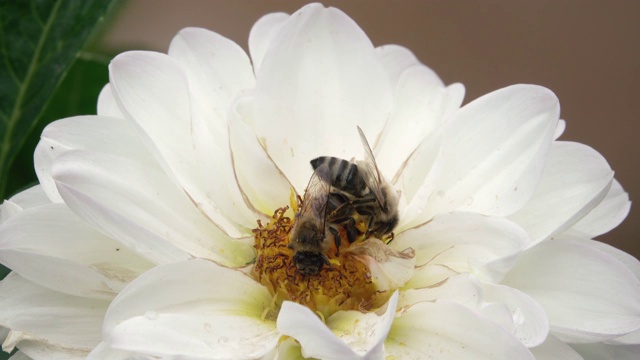 蜜蜂从白花中采集花蜜视频素材