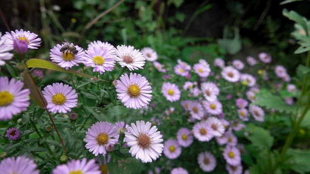 花园里美丽的蓝色秋花视频素材