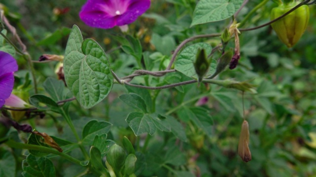 花园里的花视频素材