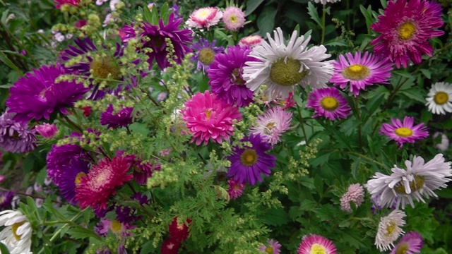 花园里秋花的全景视频素材