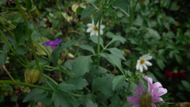 两只蜜蜂采集秋天黄色花朵的花蜜视频素材