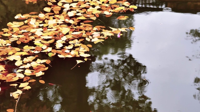 多雨的秋天的一天。秋雨落在漂在池塘上的黄色银杏叶上，4k镜头，慢镜头。视频素材