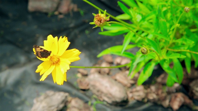 蝴蝶从黄花上收集花粉视频素材