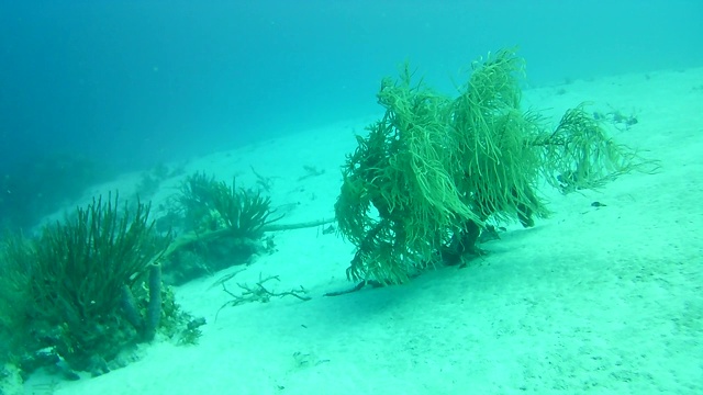 珊瑚生命加勒比海博内尔岛水下潜水潜水员录像视频素材