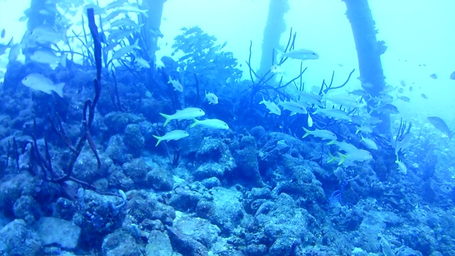 珊瑚生命加勒比海博内尔岛水下潜水潜水员录像视频素材