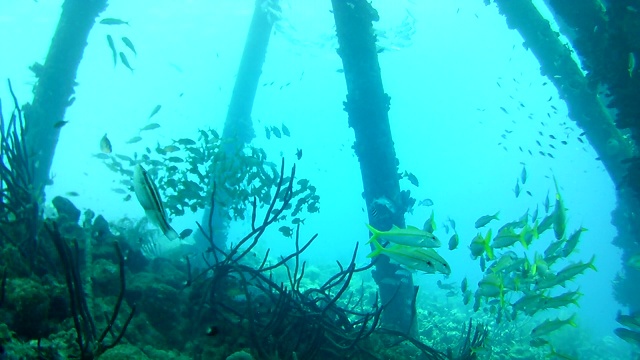 珊瑚生命加勒比海博内尔岛水下潜水潜水员录像视频素材