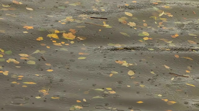 雨，落叶在河里视频素材