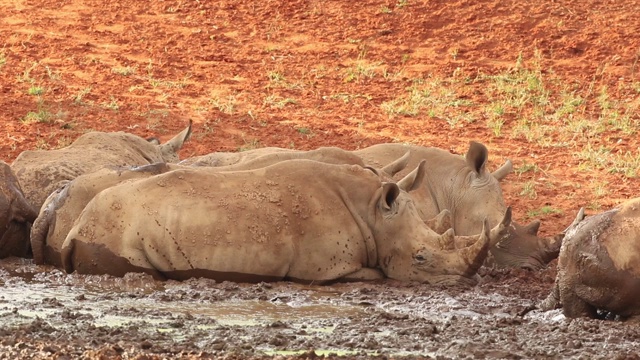 白犀牛(Ceratotherium simum)在泥浆中打滚，南非视频素材