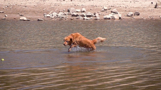 狗狗在水里嬉戏的慢动作镜头视频素材