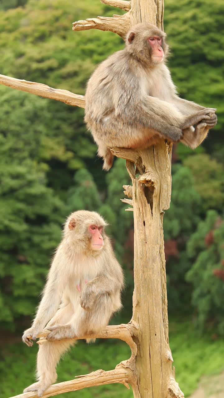 自然界中的日本猕猴视频素材