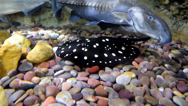 水族馆里的黑钻石黄貂鱼视频素材