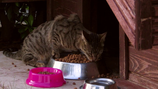 街上的猫在吃它的草料视频素材