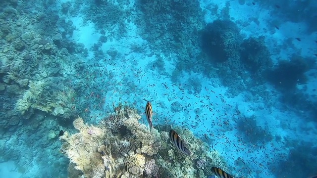 红海中的鱼和珊瑚视频素材