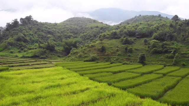 4k无人机慢慢飞向山，户外园艺，绿色黄色的水稻，亚洲，雾以上的山背景，泰国，景观农业，白天时间，多云的天空，自然阳光，树木和灌木视频素材