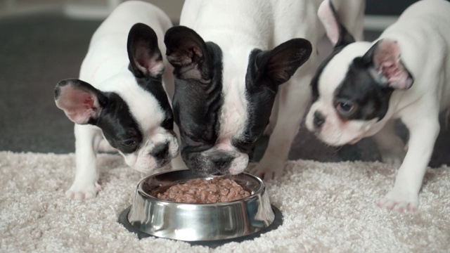 快乐的法国斗牛犬吃着碗里的食物视频素材