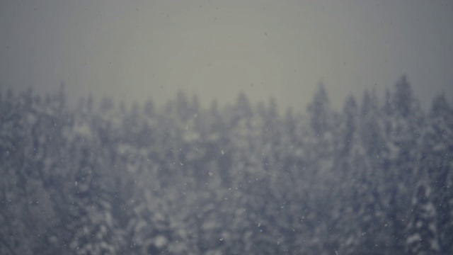 冬天，大片的雪花飘落在森林里，模糊了树木视频下载