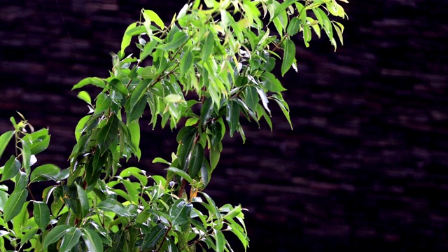 雨滴落在水里!视频素材