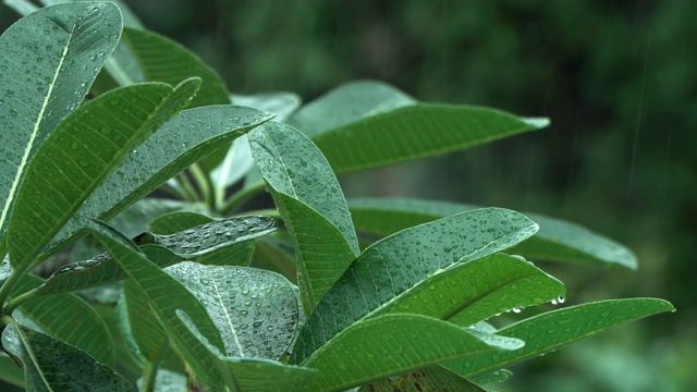 雨滴落在热带的绿叶上视频下载