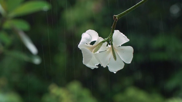 白色的鸡蛋花在白天的雨点下摇曳视频下载