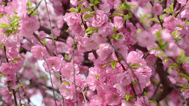 春季果实开花，野花丛生视频素材