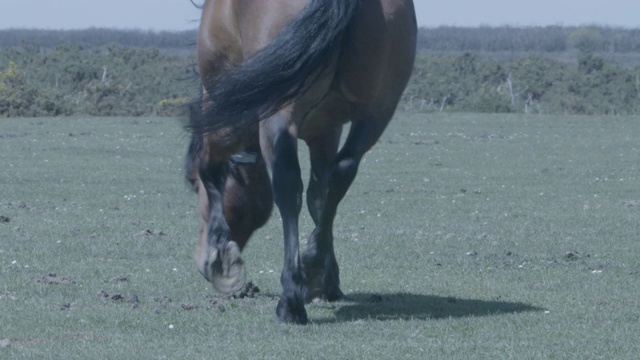 新森林种马(Equus caballus)能嗅到母马的气味视频素材