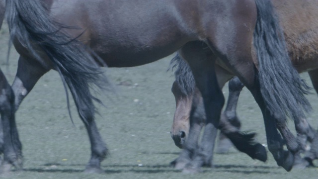 新森林种马(Equus caballus)能嗅到母马的气味视频素材