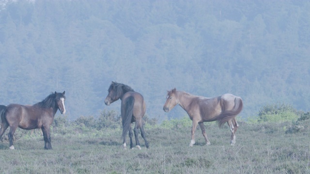 新森林小马(Equus caballus)一起站在希斯兰视频素材