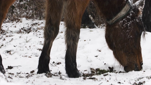 在雪地里吃草的新森林矮种马视频素材