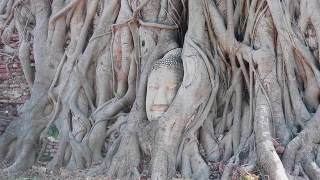 在泰国曼谷附近的大城府玛哈塔寺，佛陀的头在树根上。视频素材