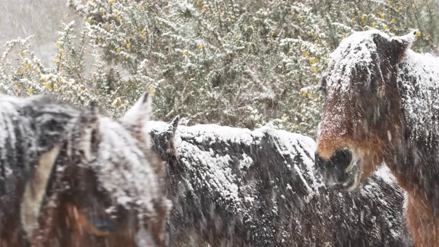 新森林矮种马站在飘落的雪中。雪花落在它的鬃毛上视频素材