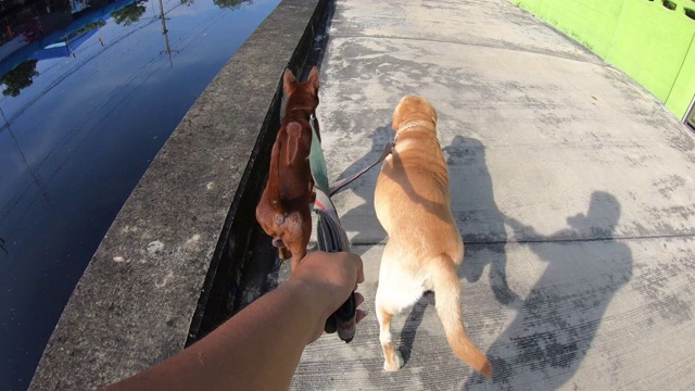 和狗一起散步，泰国脊背犬和拉布拉多寻回犬视频下载