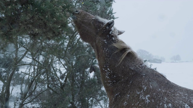 下雪时以金雀花为食的新森林矮种马视频素材