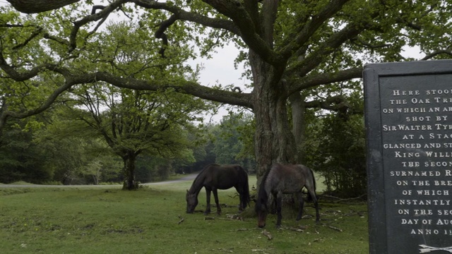 新森林矮种马(Equus caballus)在鲁弗斯斯通旁边吃草。视频素材