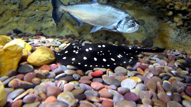 水族馆里的黑钻石黄貂鱼视频素材