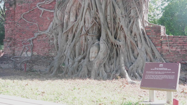 在泰国大城府玛哈那寺的树根上，佛陀的头视频素材