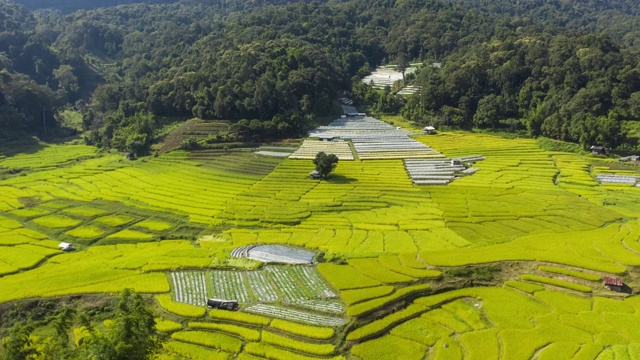 水稻梯田鸟瞰图与多云的天空视频素材