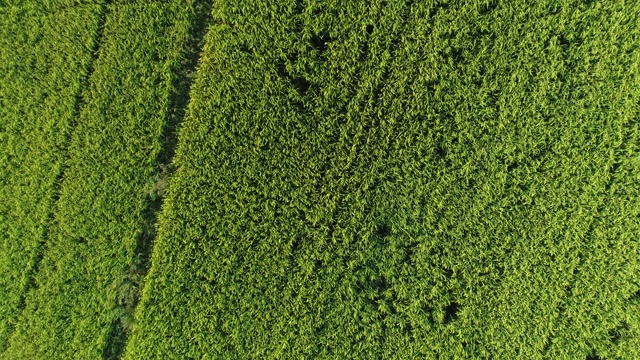 飞过绿色草坪视频素材