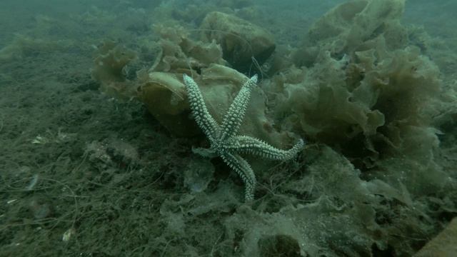 刺海星(Marthasterias glacialis)上的褐藻海带视频素材