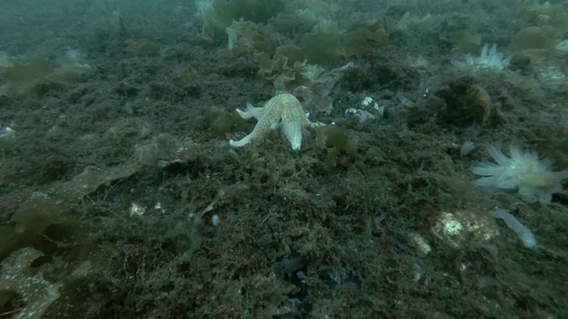 透明海鞘或黄海鞘(Ciona testinalis, Ascidia testinalis)视频素材