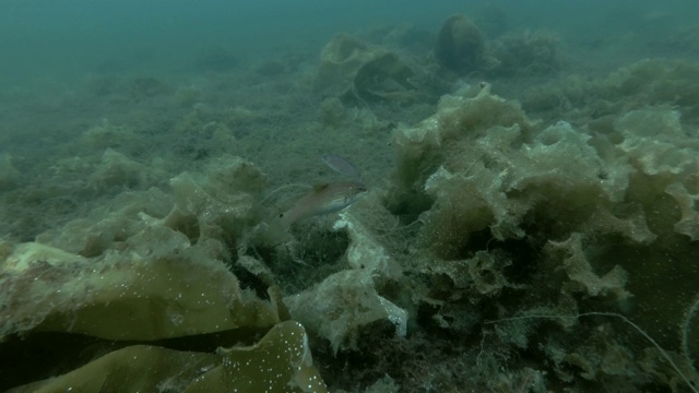 Goldsinny濑鱼(Ctenolabrus rupestris)游过长满海带和其他棕色藻类的海床视频素材