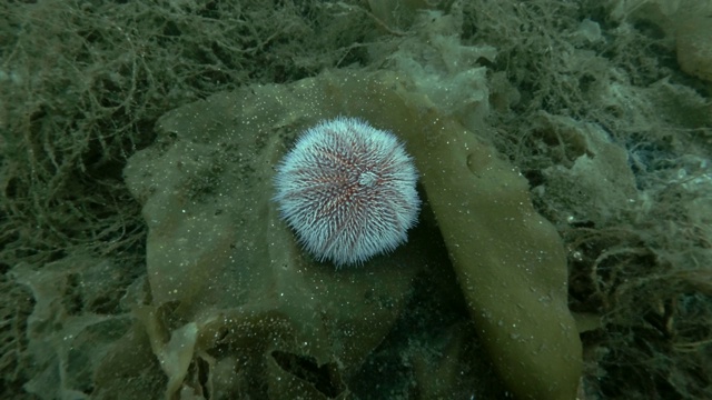 欧洲食用海胆或普通海胆(海胆)栖息在褐藻海带上视频素材