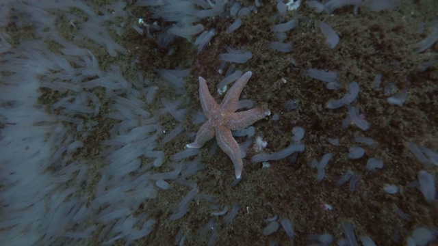 透明海鞘或黄海鞘(Ciona testinalis, Ascidia testinalis)视频素材