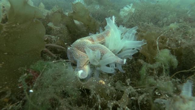 透明海鞘或黄海鞘(Ciona testinalis, Ascidia testinalis)在长满棕色海藻的海床上(Time-lapse)视频素材