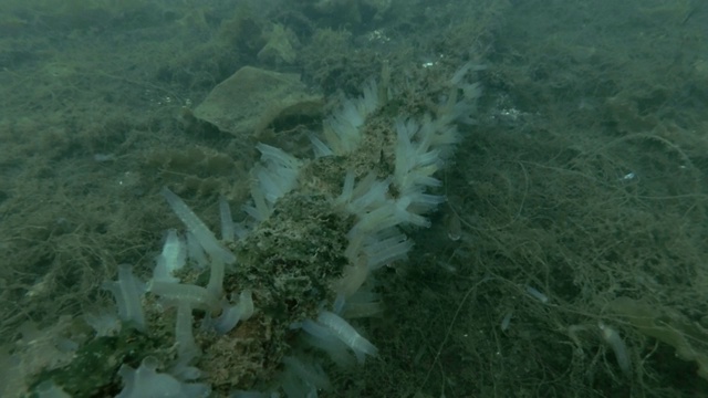 透明海鞘或黄海鞘(Ciona testinalis, Ascidia testinalis)视频素材