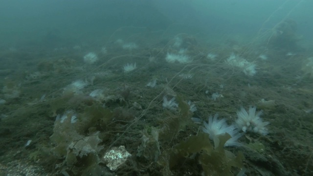 透明海鞘或黄海鞘(Ciona testinalis, Ascidia testinalis)视频素材