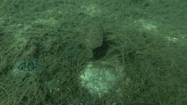 柠檬比目鱼(小口鱼)游过长满棕色海藻的海床，海花边(脊索丝状)，海带视频素材