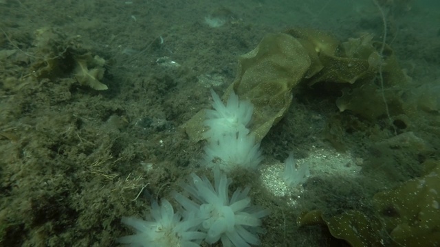 透明海鞘或黄海鞘(Ciona testinalis, Ascidia testinalis)视频素材