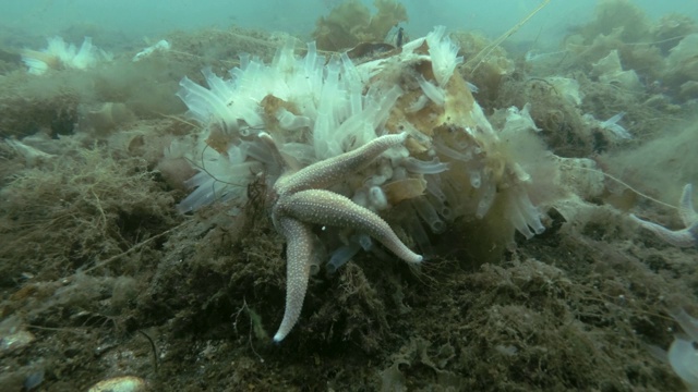 透明海鞘或黄海鞘(Ciona testinalis, Ascidia testinalis)在长满棕色海藻的海床上(Time-lapse)视频素材