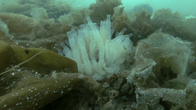 海鞘菌落透明海鞘或黄海鞘(Ciona testinalis, Ascidia testinalis)在海床上长满了棕色海藻海带视频素材